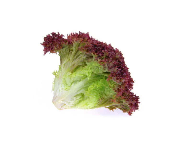 Lollo Rosso 250gm (لولو روسو)