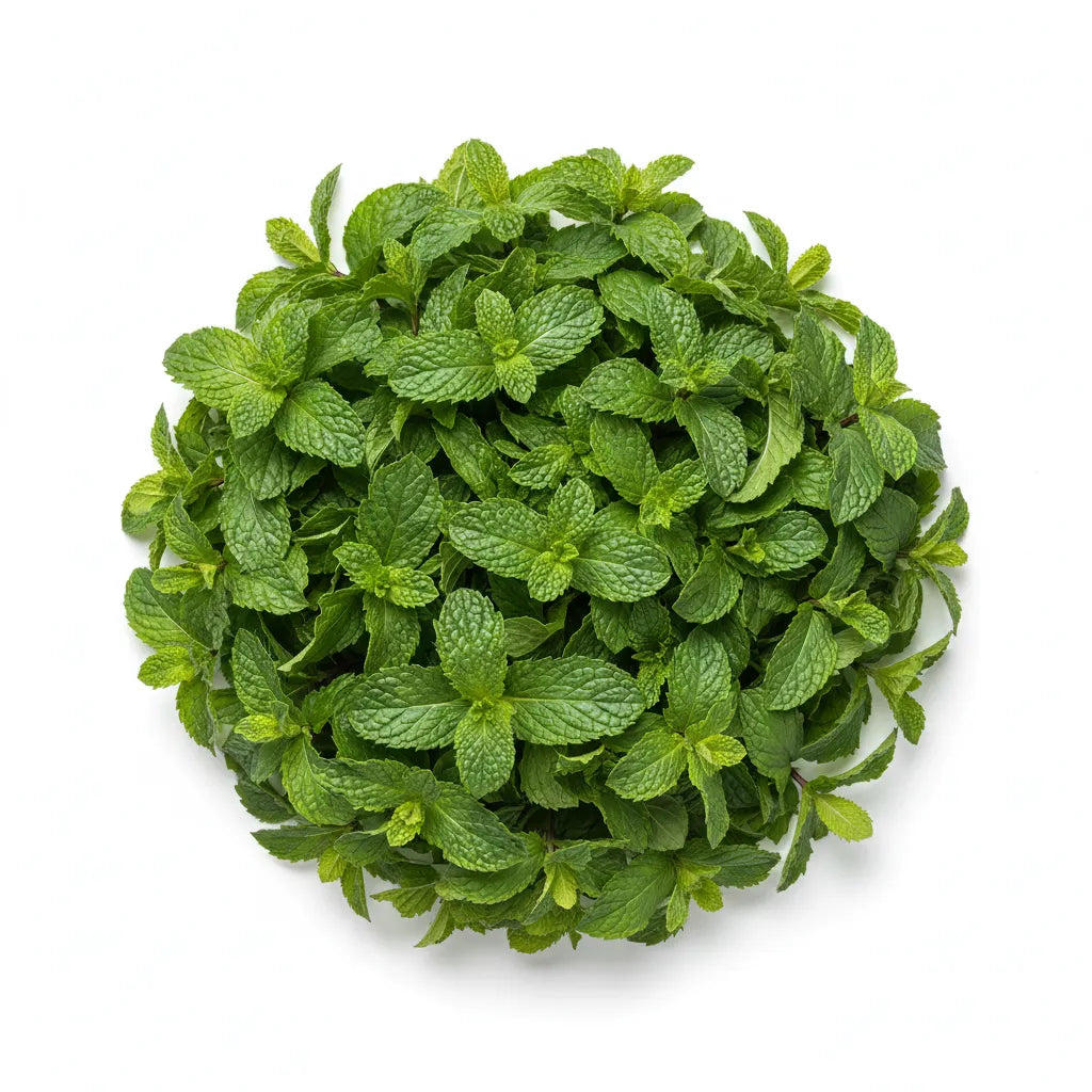 Optimized WebP image