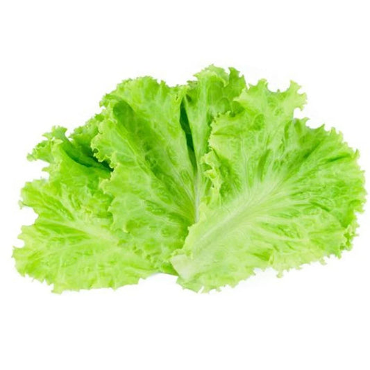 Lettuce (ﺳﻼدﭘﺘﺎ) 1Leaf