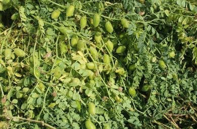 Green Chana Cholia Sabit 1kg (سبز چنا چولیہ)